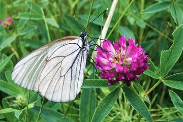 a red flower among green grass sits a large white butterfly