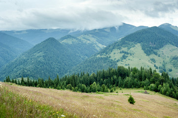Fototapeta na wymiar Foggy morning landscape with pine tree highland forest at Carpathian mountains. Ukraine destinations and travel background