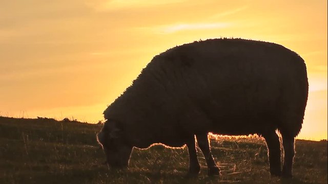 Grasende Deichschafe bei Sonnenuntergang
