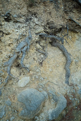 Aerial roots