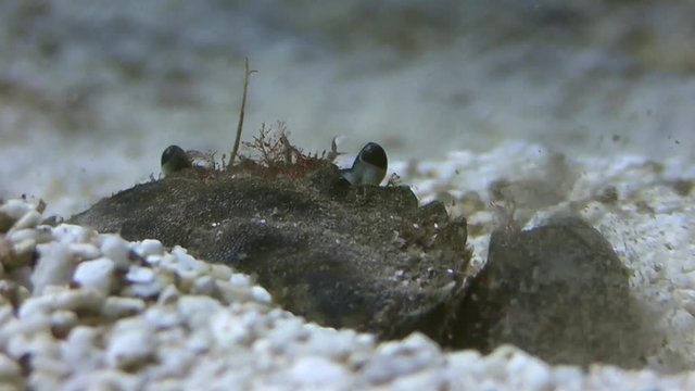 Taschenkrebs, Cancer pagurus