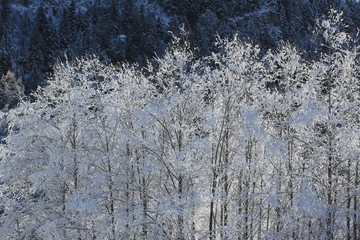 Forêt enneigée dans les Alpes.