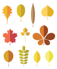 Autumn leaves. vector. Maple, oak, chestnut.
