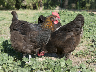 marans chicken in garden
