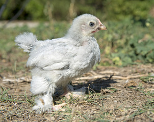 chick bantam pekin
