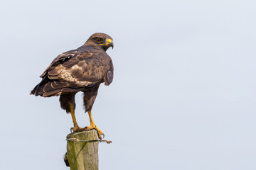 Forest Buzzard