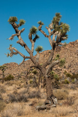 Large Joshua tree in the Mojave desert of southern California