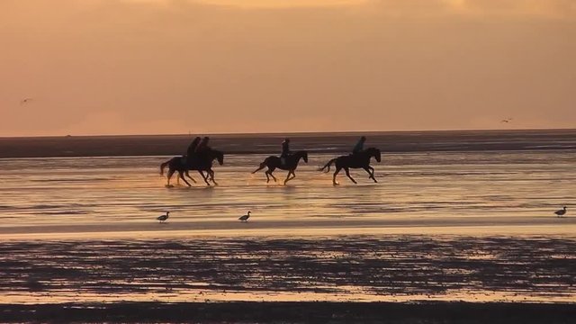 Wattreiter im Galopp vor Sahlenburg