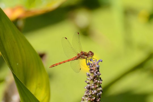 small red dragonfly displaying beautifully marked wings