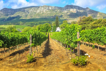 Fototapeta na wymiar Rows of grapes in picturesque Stellenbosch wine region with Thelema Mountain as a backdrop. The Vineyards of Stellenbosch is one of the most popular attractions of South Africa near Cape Town.