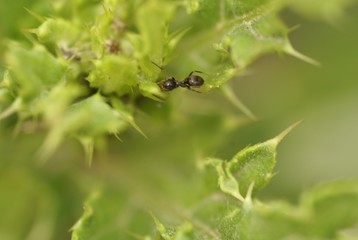 Ant