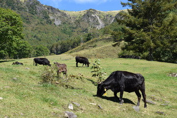 Cattle grazing