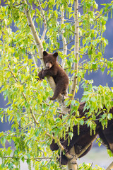 Black Bear Family in a tree
