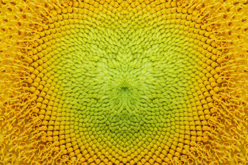 Beautiful sunflowers background with seamless