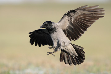 Hoodet crow