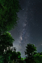 Fototapeta na wymiar The tree with the Milky Way