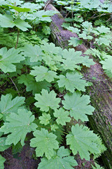 Mt Revelstoke National Park