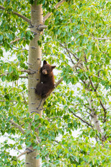 Black Bear Family in a tree