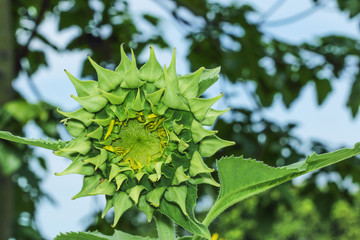 A beautiful sunflower bud with a blooming in fields