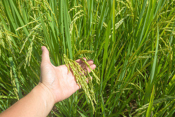 hand touching rice in a paddy field with sunlight