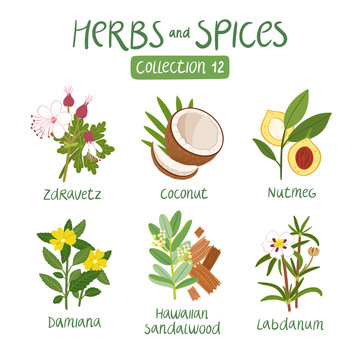 Herbs and spices collection 12