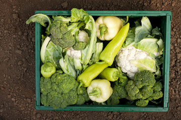 fresh vegetables in crates from the organic garden