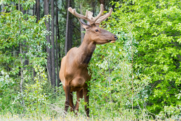 Elk  (Cervus canadensis) .