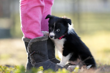 Border collie puppy - 122767722