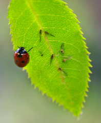 ladybug on green leaf