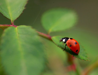 Obraz premium ladybug on green leaf