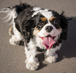 Le sourire d'une promenade