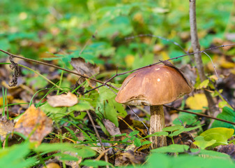 Forest landscape with boletus in the foreground