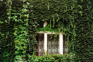 ivy covered house wall