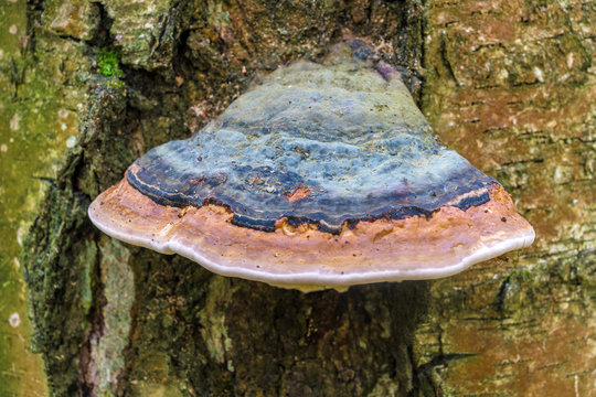 The tinder fungus (Fomitopsis pinicola) on a dead birch in the w