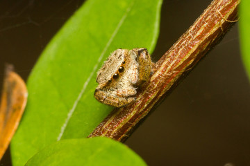 Spider,jumping Spider