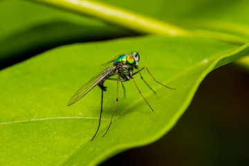 Fly sitting on leaf