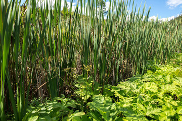 Bulrush. Marsh plants. © Roman Rvachov