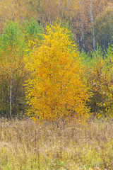 Yellow birches in the autumn forest