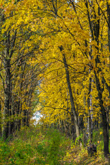 Autumn landscape with maple forest and fallen leaves