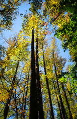 Fototapeta premium Great Smoky Mountains National Park
