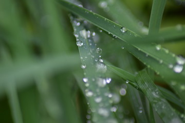 dew