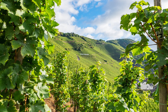 Weinbau in Steillagen bei &Uuml;rzig an der Mosel