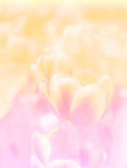 Pastel tulip flowers background blur style
