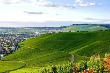 Obraz premium Weinberge im Herbst