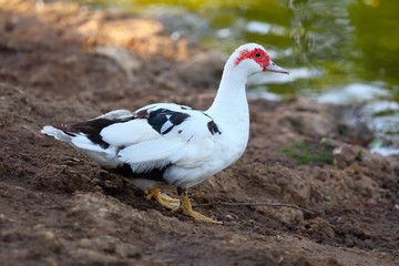 White muscovy duck