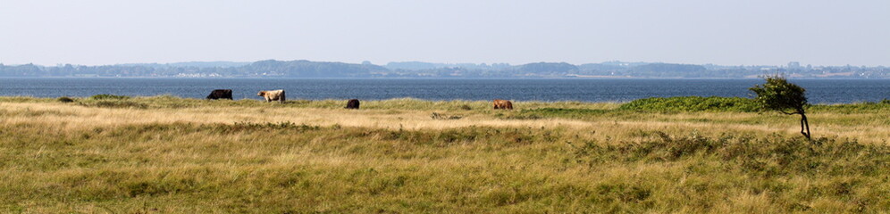 Cows on a meadow in front of the ocean