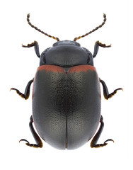 Beetle Chrysolina limbata on a white background