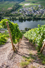 Fototapeta na wymiar Weinbau in Steillagen bei Ürzig an der Mosel