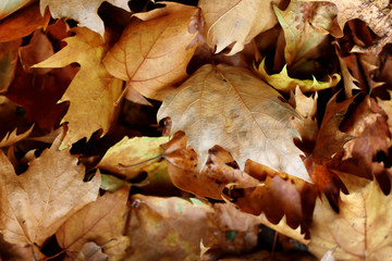 Colorful autumn background