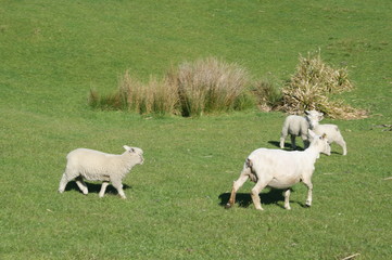 Obraz premium merino